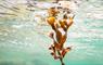 Warner-Tate Photography seaweed under water
